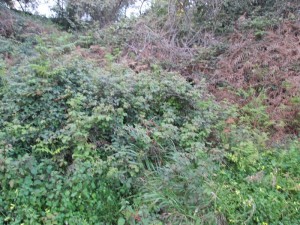 IMG_0251