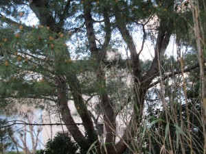 IMG_0255