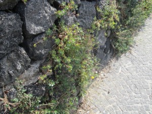 IMG_1423