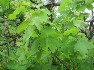IMG_2487