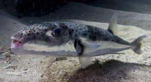 Lagocephalus sceleratus, Israel photo Oren Klein 24.01.15