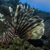 Pterois volitans Akhziv Oren Klein