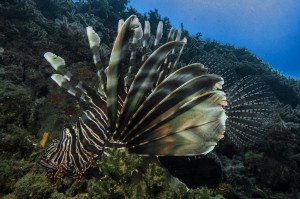 Pterois volitans pesce leone - photo Akhziv Oren Klein