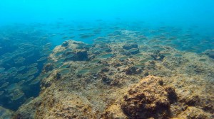 Siganus rivulatus Israel photo zvika fayer